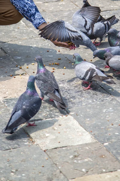 Pigeons dans la rue à Mumbai — Photo