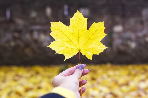 Foglia autunnale in mano — Foto Stock