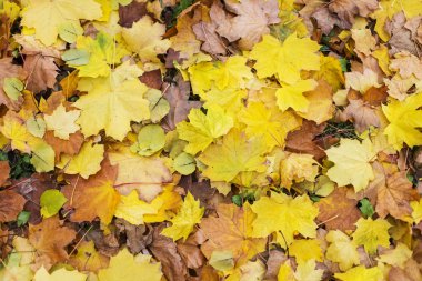 Parlak sonbahar yaprakları