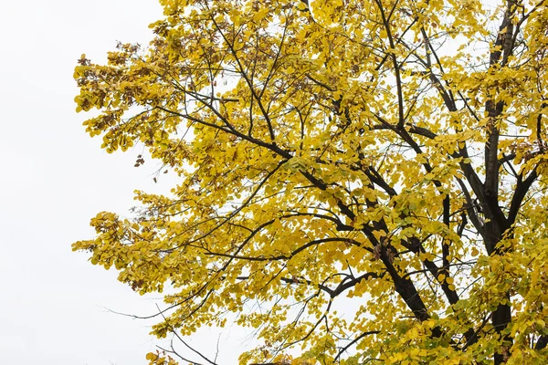 Albero autunnale colorato — Foto Stock