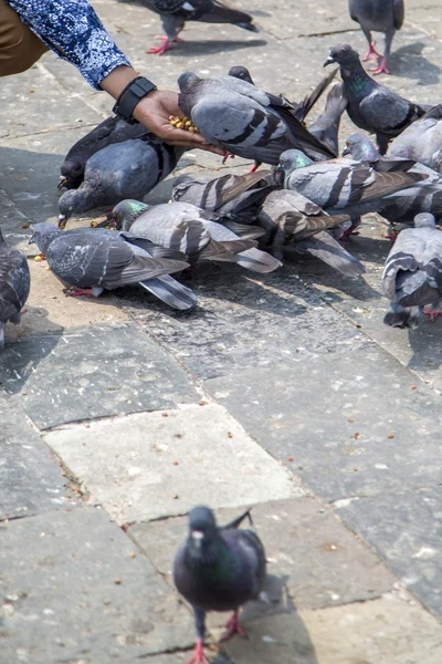 Pigeons dans la rue à Mumbai — Photo