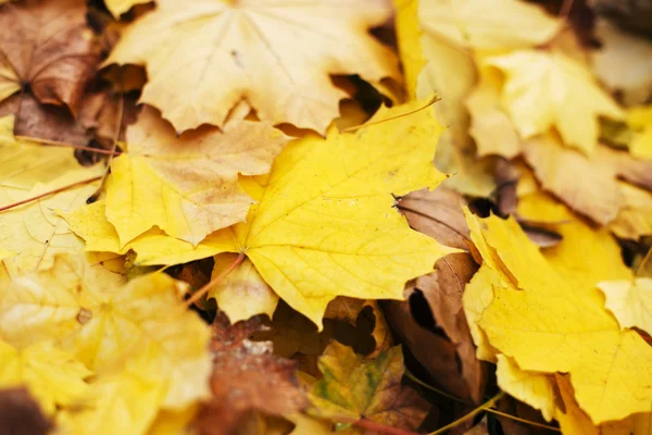 Feuilles d'automne sèches — Photo