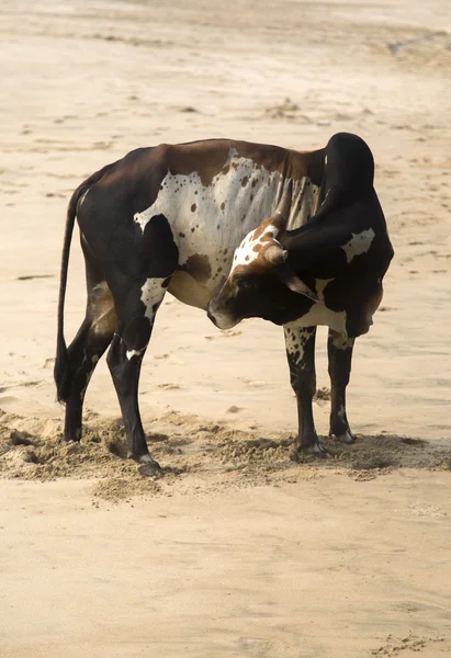 Koe op het strand van Agonda — Stockfoto