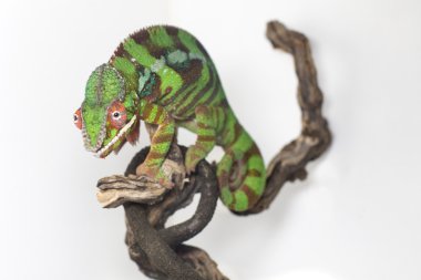 Bir yeşil bukalemun