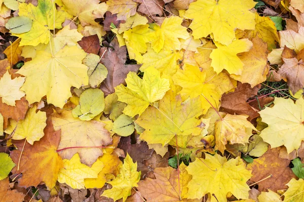 Bright autumn leaves — Stock Photo, Image