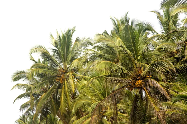 Plaży Agonda w Goa — Zdjęcie stockowe