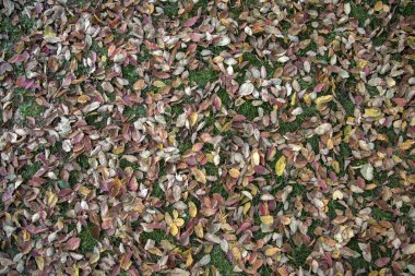 Çimlerin üzerinde sonbahar yaprakları