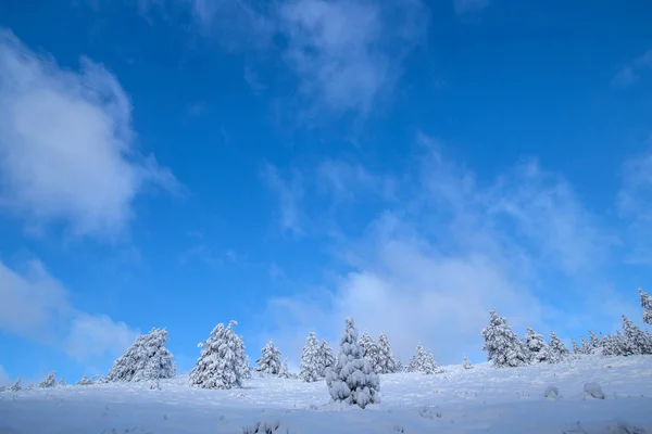 Árboles bajo la nieve —  Fotos de Stock