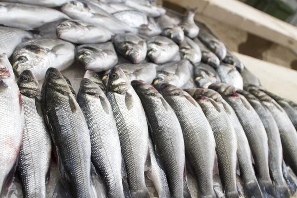 Verse vis op de markt — Stockfoto