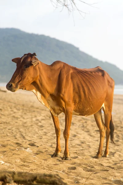 Vaca en la playa de Agonda —  Fotos de Stock