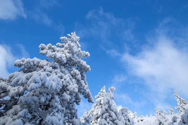 Bomen onder de sneeuw — Stockfoto
