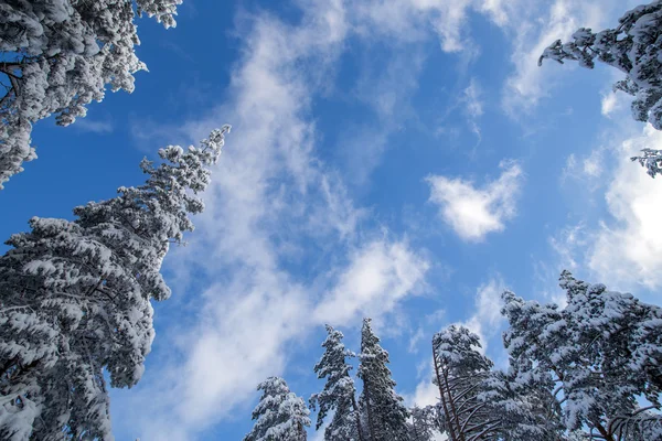 Bomen onder de sneeuw — Stockfoto