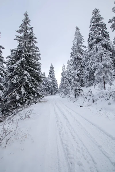 Árboles bajo la nieve —  Fotos de Stock