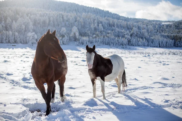 Two horses in the snow — Stock Photo, Image