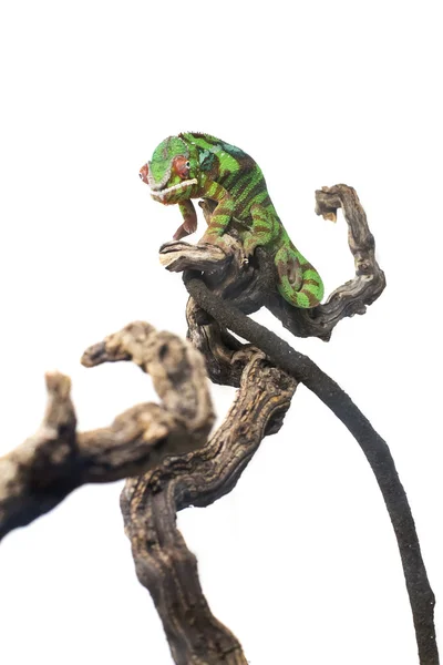 Jednu zelenou chameleon — Stock fotografie