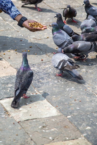 Pigeons on street in Mumbai