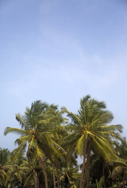 Agonda beach at Goa — Stock Photo, Image