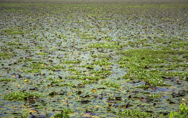 Backwaters in Kerala, India — Stock Photo, Image