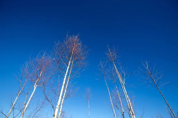 Árvores e céu azul — Fotografia de Stock