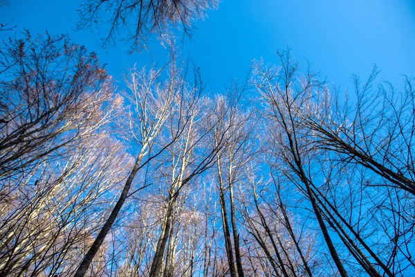 木々と青空 — ストック写真