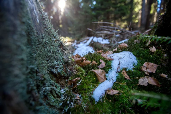 Blick auf den Winterwald — Stockfoto