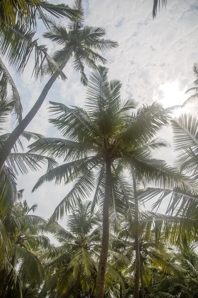 Palmy w mieście Agonda — Zdjęcie stockowe