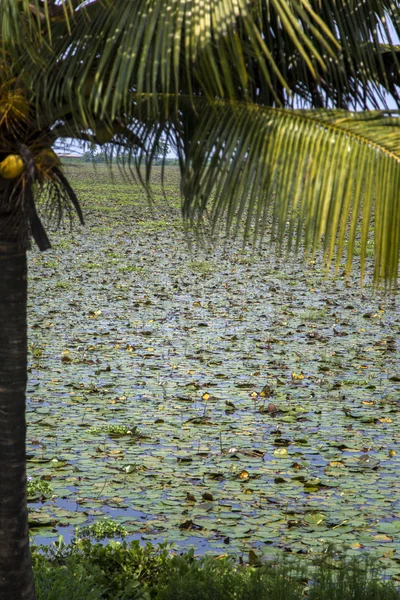 Stojaté vody v kerala, Indie. — Stock fotografie