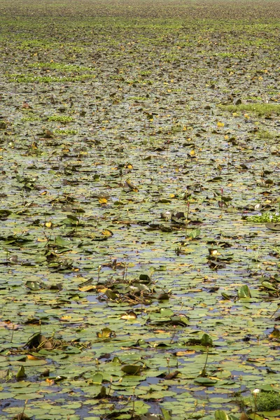 Backwaters in Kerala, India. — Stock Photo, Image