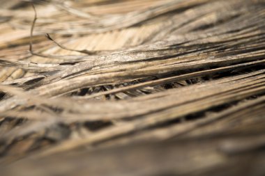 Kuru hurma yaprakları