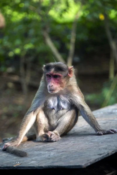 Elephanta Adası'nda maymun — Stok fotoğraf
