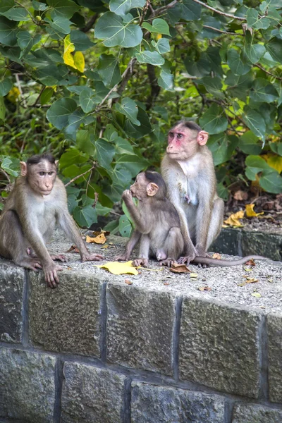 Macacos na Ilha Elephanta — Fotografia de Stock