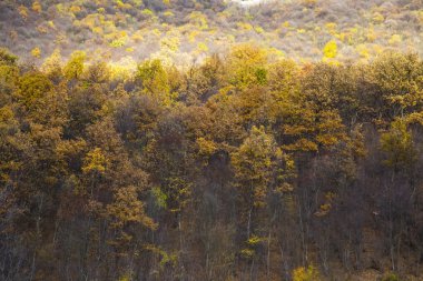 sonbahar orman Manzaralı