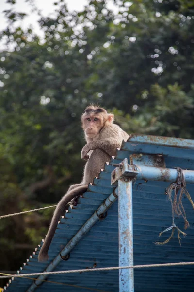 Monkey at Elephanta Island — Stock Photo, Image