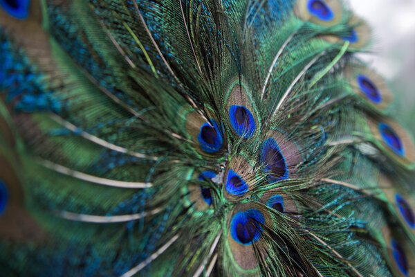 Peacock feathers close up