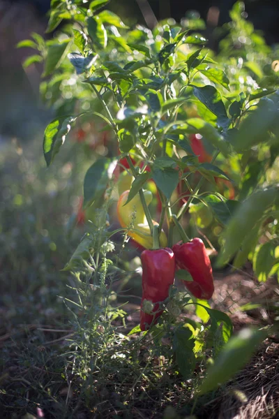 Röd paprika i trädgården — Stockfoto