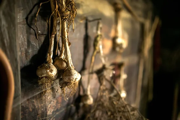 Knoblauch hängt an der Wand — Stockfoto