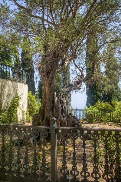 Trädgård i Achilleion, Grekland — Stockfoto