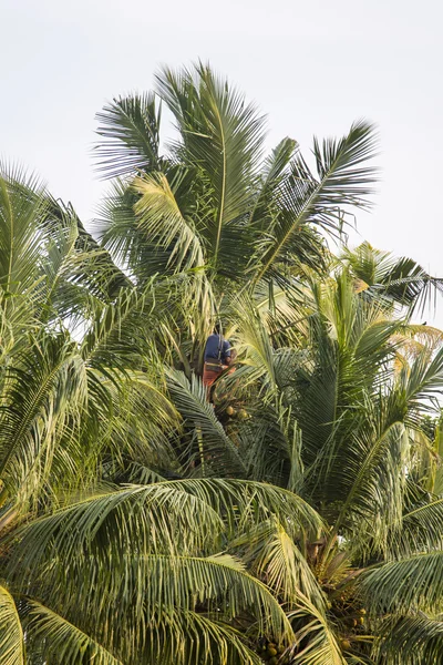 Kokosové palmy v Kerala — Stock fotografie
