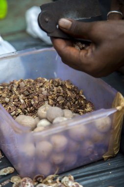 Adam kesme tembul fındık