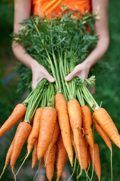 Жіночі руки тримають свіжу моркву — стокове фото