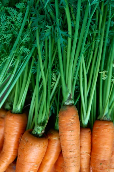 Свіжа морква букет — стокове фото