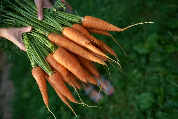 Жіночі руки тримають свіжу моркву — стокове фото