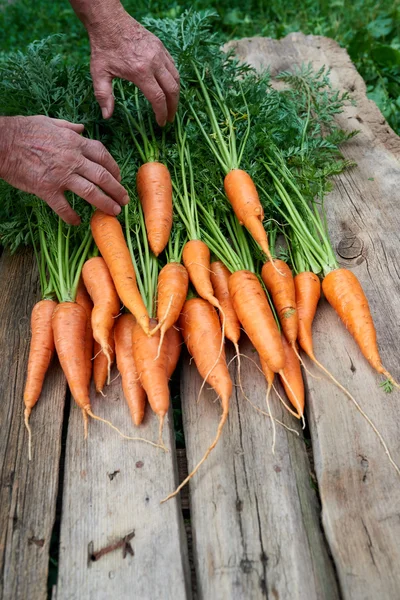 Старший чоловік людські руки зі свіжою морквою — стокове фото