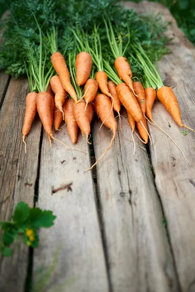 Свіжа морква букет на сільському дерев'яному фоні — стокове фото