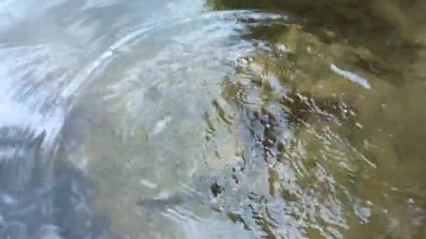 Les mains humaines relâchent des petits poissons dans la rivière — Video