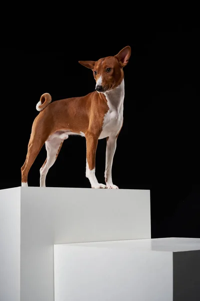 Studio Shot Basenji Dog Standing Posture White Boxes Monumentalism — Stock Photo, Image
