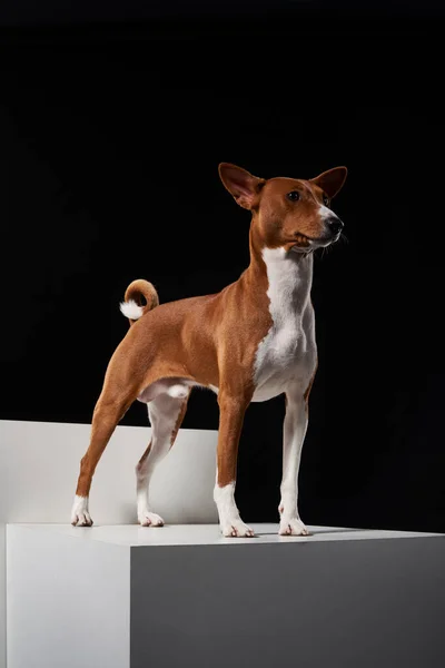 Studioaufnahme Des Hundes Basenji Der Pose Auf Weißen Boxen Steht — Stockfoto