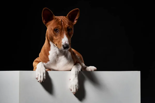 Studioaufnahme Des Hundes Basenji Der Auf Einem Weißen Kastenbanner Mit — Stockfoto