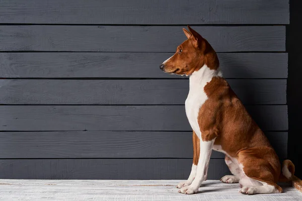 Stúdió Lövés Basenji Kutya Oldalnézetben Szürke Deszkák Háttér Várja Üres — Stock Fotó