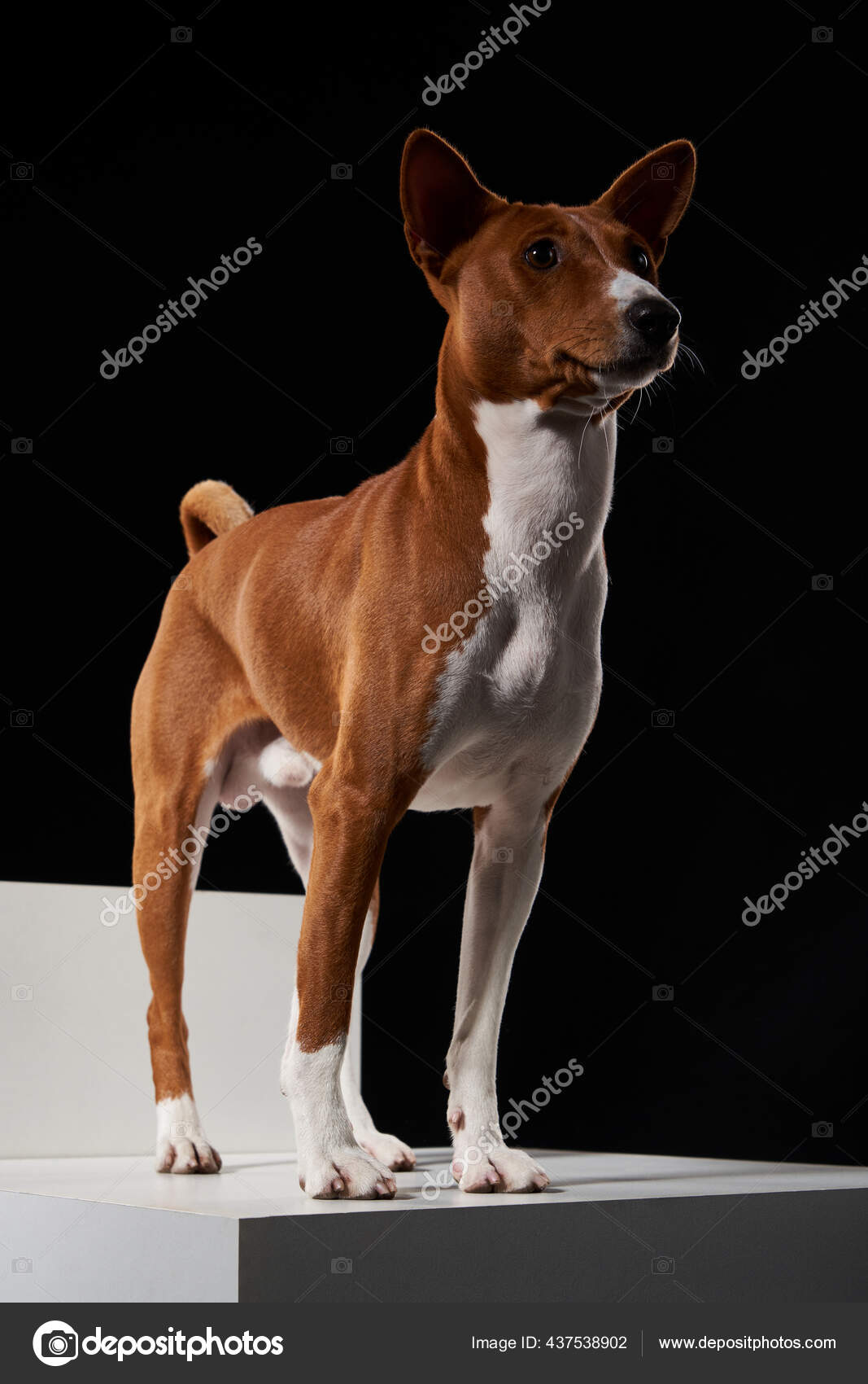 白い箱の上に立っているバセンジ犬のスタジオショット 記念主義 ストック写真 C Pavel Kolotenko 白い箱の上に立っているバセンジ犬のスタジオショット 記念主義 ストック写真 C Pavel Kolotenko